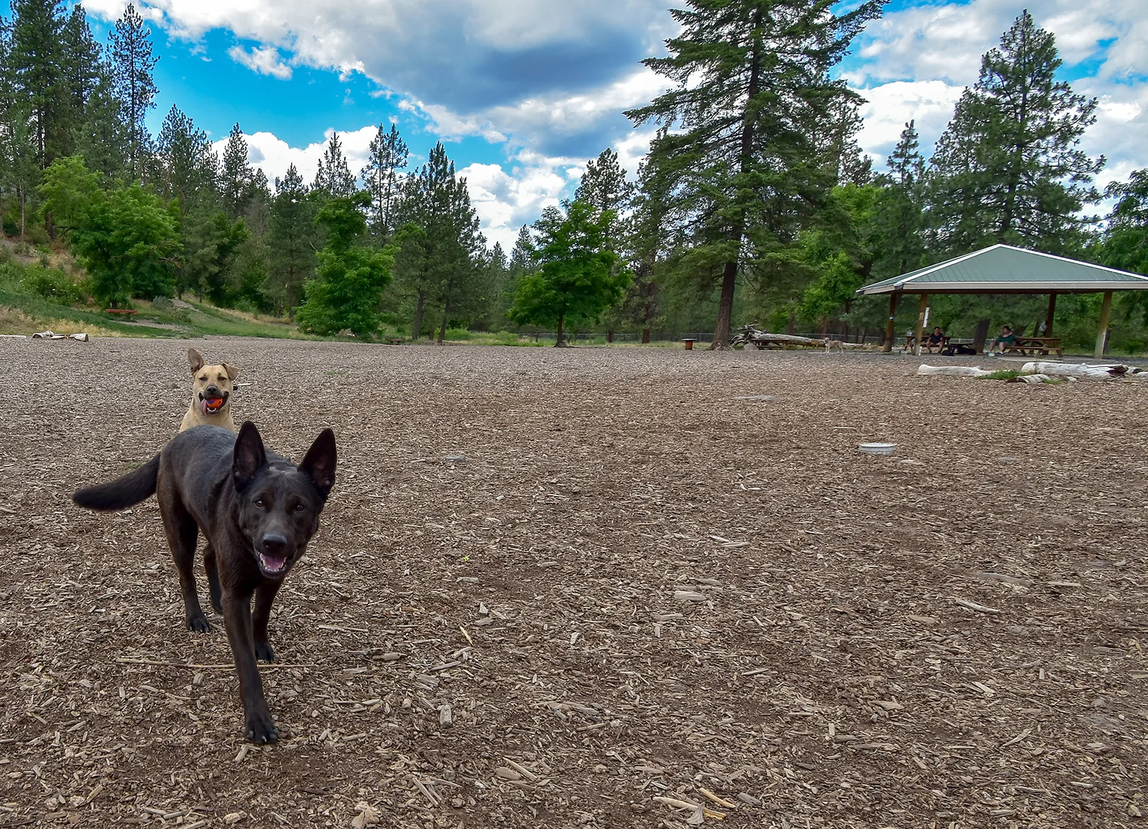 High Bridge Dog Park, Spokane, WA