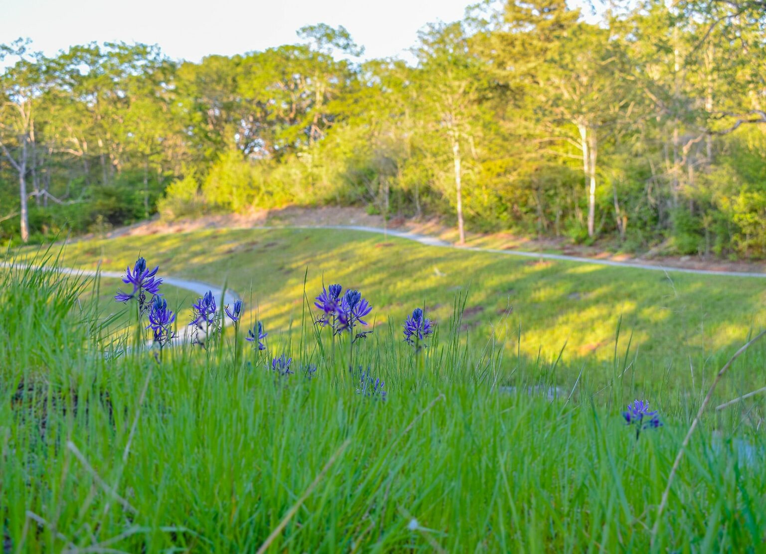 Oak Tree Park Improvements | AHBL